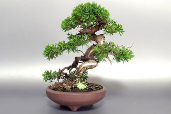 シンパク-Q（しんぱく・真柏）盆栽の樹作りの参考樹形・Juniperus chinensis Best bonsai