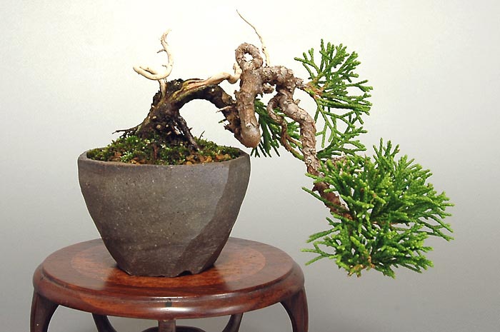 シンパクY（しんぱく・真柏）松柏盆栽の販売と育て方・作り方・Juniperus chinensis bonsai