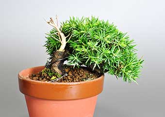 トショウ-A（としょう・杜松）盆栽の樹作りの参考樹形・Juniperus rigida Best bonsai