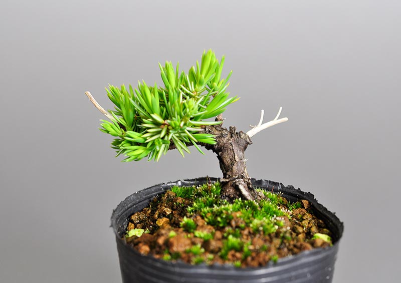 トショウC（としょう・杜松）プチ盆栽の販売と育て方・作り方・Juniperus rigida bonsai