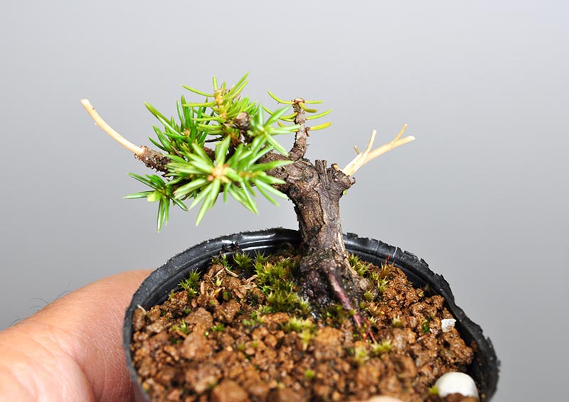 トショウC（としょう・杜松）プチ盆栽を5月11日に撮影した写真・Juniperus rigida bonsai