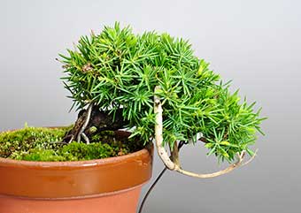 ミニ盆栽・トショウD（としょう・杜松）松柏盆栽の成長記録-1・Juniperus rigida bonsai