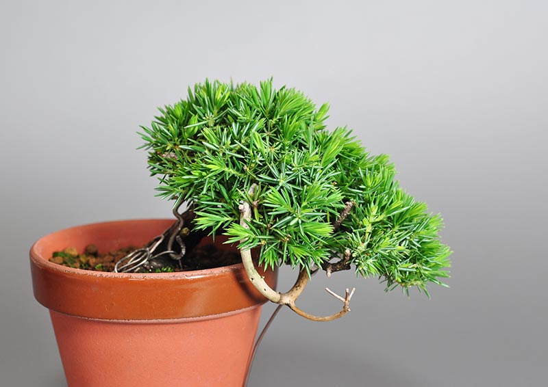 トショウD（としょう・杜松）松柏盆栽の販売と育て方・作り方・Juniperus rigida bonsai photo