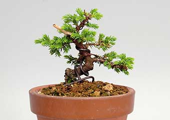 トショウ-F（としょう・杜松）盆栽の樹作りの参考樹形・Juniperus rigida Best bonsai