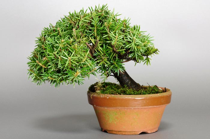 トショウG（としょう・杜松）松柏盆栽の販売と育て方・作り方・Juniperus rigida bonsai