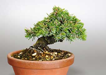 トショウ-L（としょう・杜松）盆栽の樹作りの参考樹形・Juniperus rigida Best bonsai