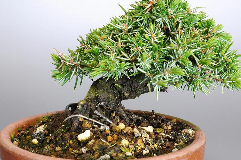 ミニ盆栽・トショウL（としょう・杜松）松柏盆栽を別側から見た景色・Juniperus rigida bonsai