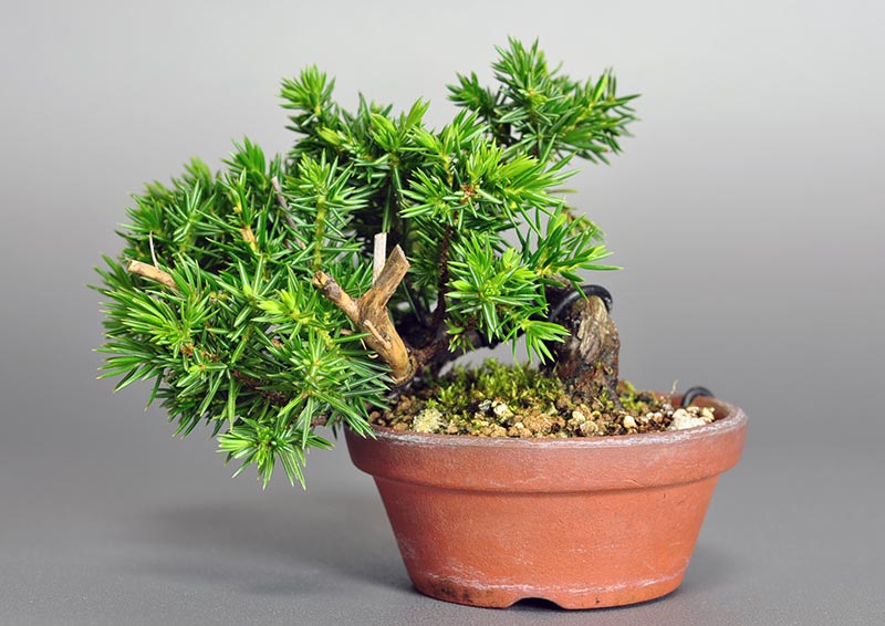 トショウ-P（としょう・杜松）松柏盆栽の販売と育て方・作り方・Juniperus rigida bonsai