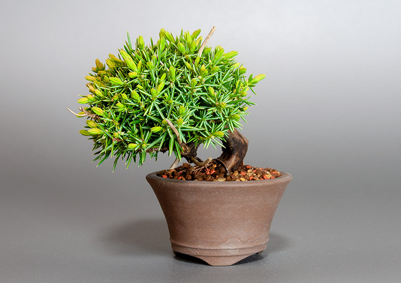トショウ-Q（としょう・杜松）松柏盆栽の販売と育て方・作り方・Juniperus rigida bonsai
