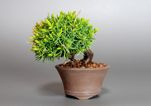 トショウ-Q（としょう・杜松）盆栽の樹作りの参考樹形・Juniperus rigida Best bonsai