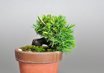 トショウ-R（としょう・杜松）盆栽の樹作りの参考樹形・Juniperus rigida Best bonsai
