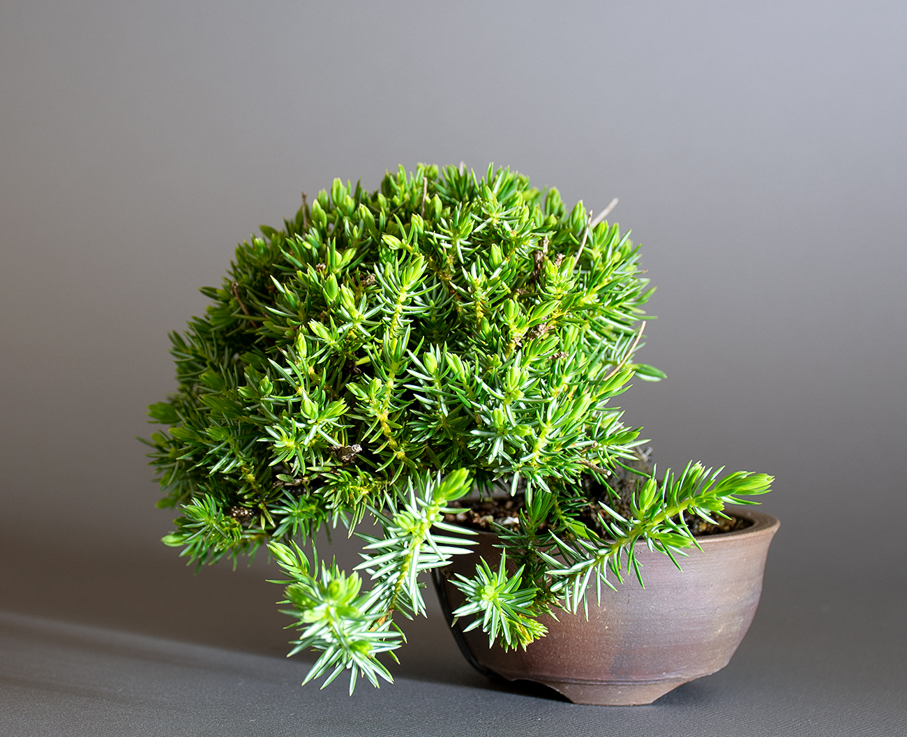 トショウ-S-1（としょう・杜松）松柏盆栽の販売と育て方・作り方・Juniperus rigida bonsai