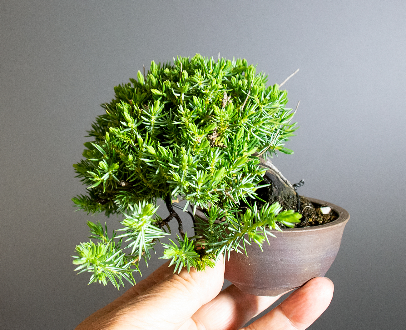 トショウ-S-1（としょう・杜松）松柏盆栽の手乗りの景色・Juniperus rigida bonsai