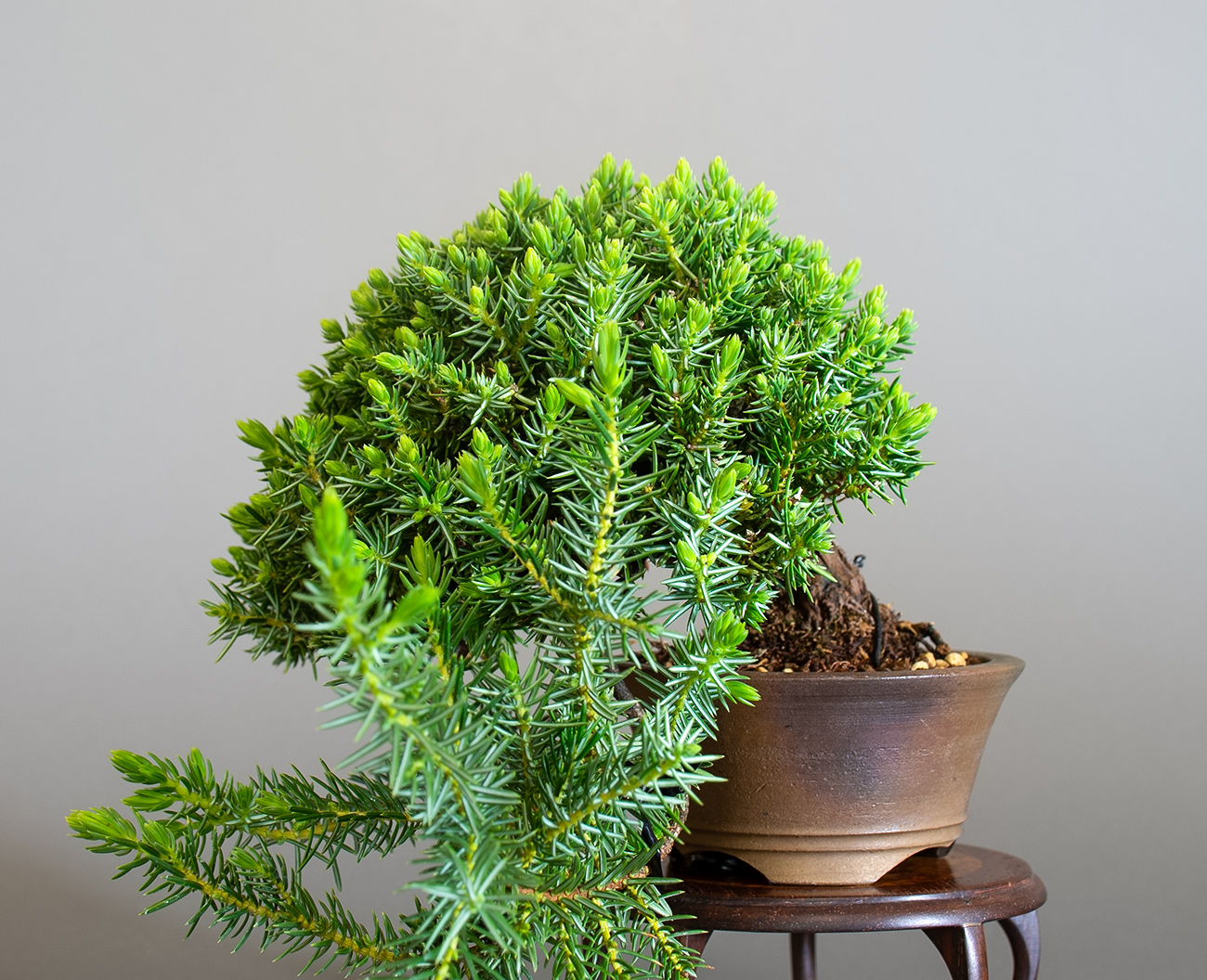 トショウ-S（としょう・杜松）松柏盆栽の販売と育て方・作り方・Juniperus rigida bonsai