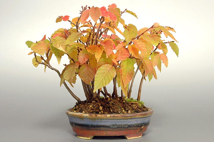 アカシデE-3（あかしで・赤四手）雑木盆栽の販売と育て方・作り方・Carpinus laxiflora bonsai