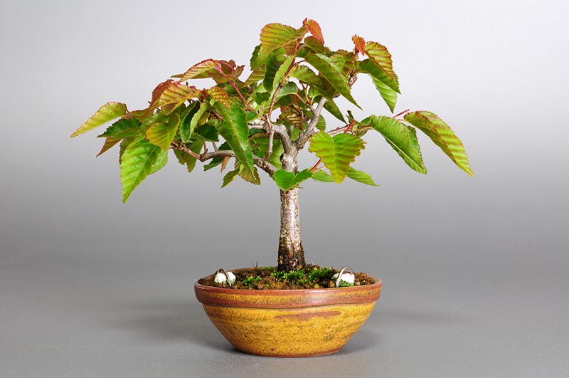 アカシデ-J（あかしで・赤四手）雑木盆栽の販売と育て方・作り方・Carpinus laxiflora bonsai