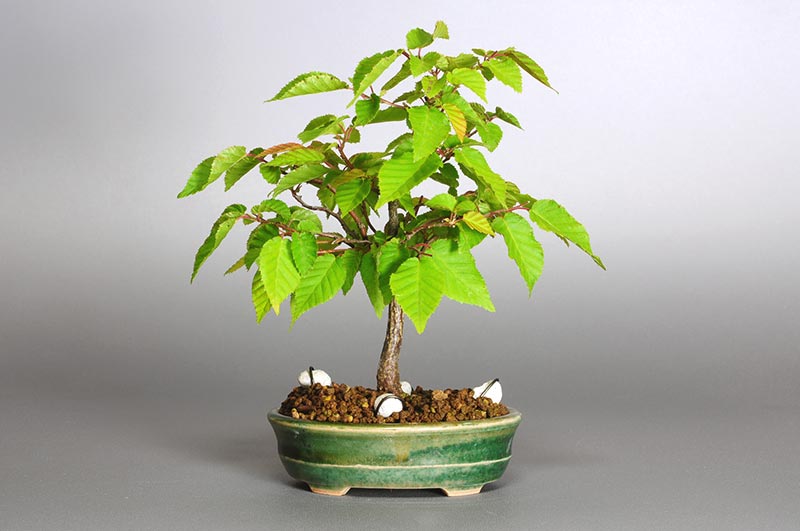 アカシデ-K-1（あかしで・赤四手）雑木盆栽の販売と育て方・作り方・Carpinus laxiflora bonsai