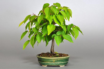 アカシデ-K（あかしで・赤四手）盆栽の成長記録・Carpinus laxiflora bonsai