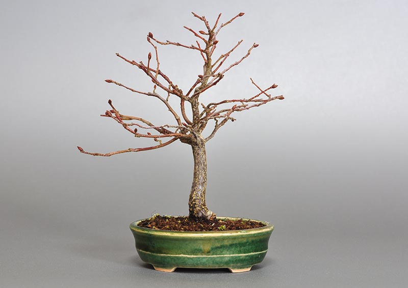 アカシデ-K（あかしで・赤四手）雑木盆栽の販売と育て方・作り方・Carpinus laxiflora bonsai