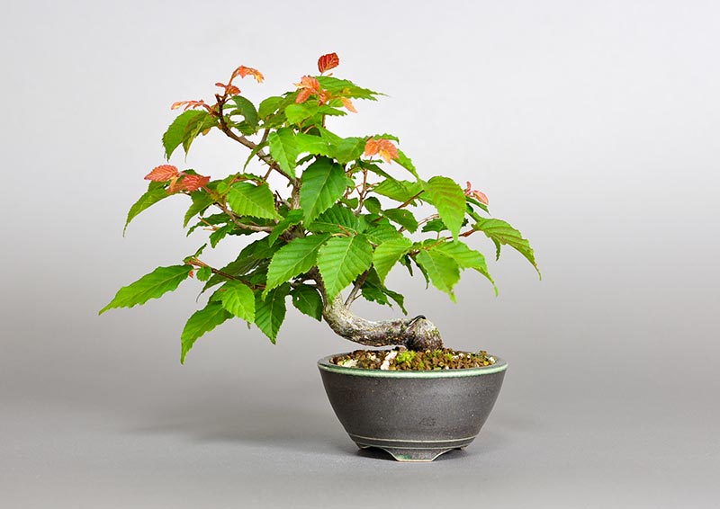 アカシデR（あかしで・赤四手）雑木盆栽の販売と育て方・作り方・Carpinus laxiflora bonsai photo