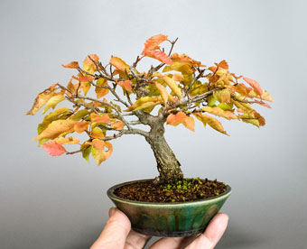 アカシデ-W（あかしで・赤四手）盆栽の成長記録・Carpinus laxiflora bonsai