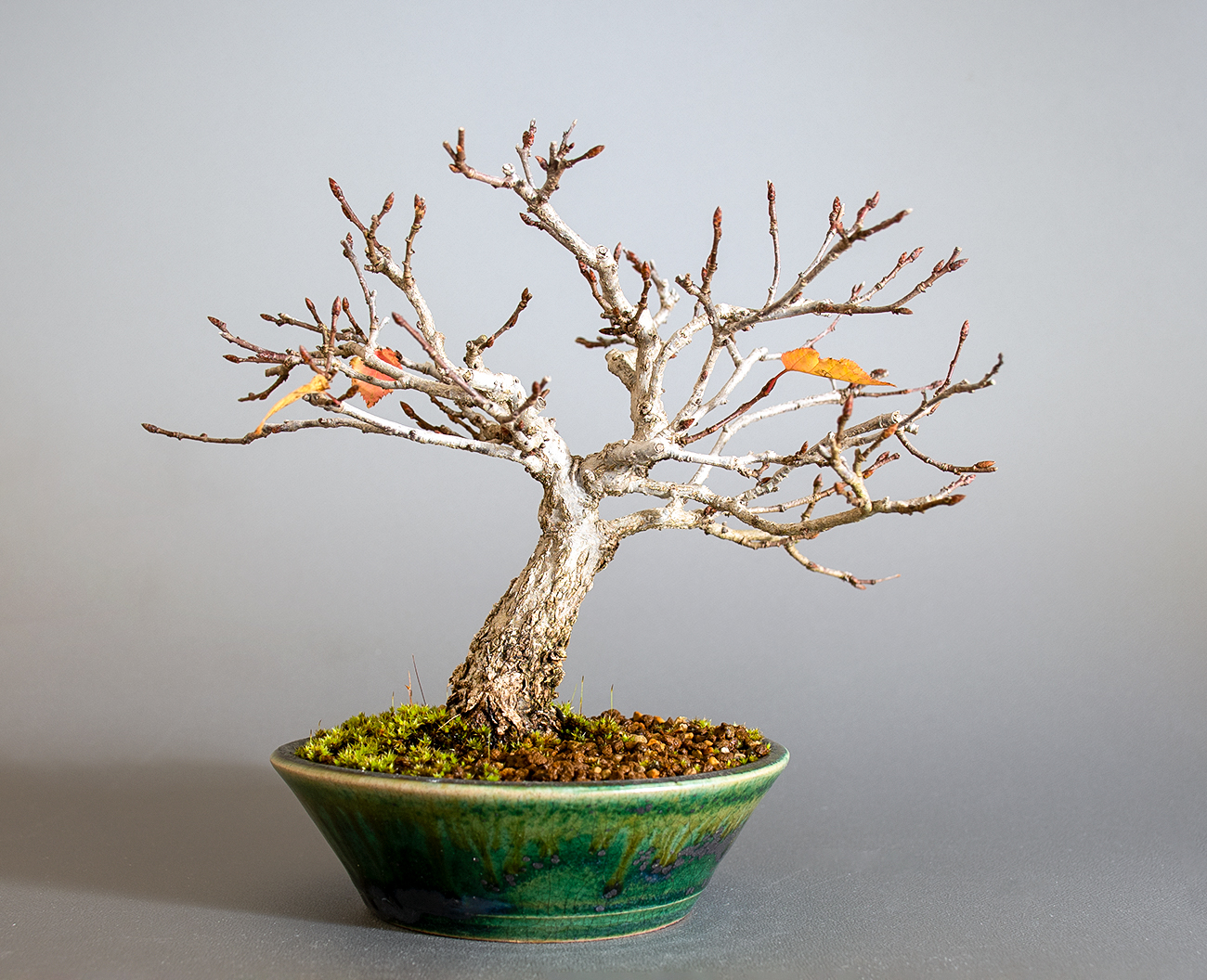 アカシデ-W（あかしで・赤四手）雑木盆栽の販売と育て方・作り方・Carpinus laxiflora bonsai