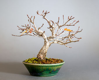 アカシデ-W（赤四手盆栽）Carpinus laxiflora bonsai・小品盆栽のベストコレクション・Best Collection of Shohin Bonsai