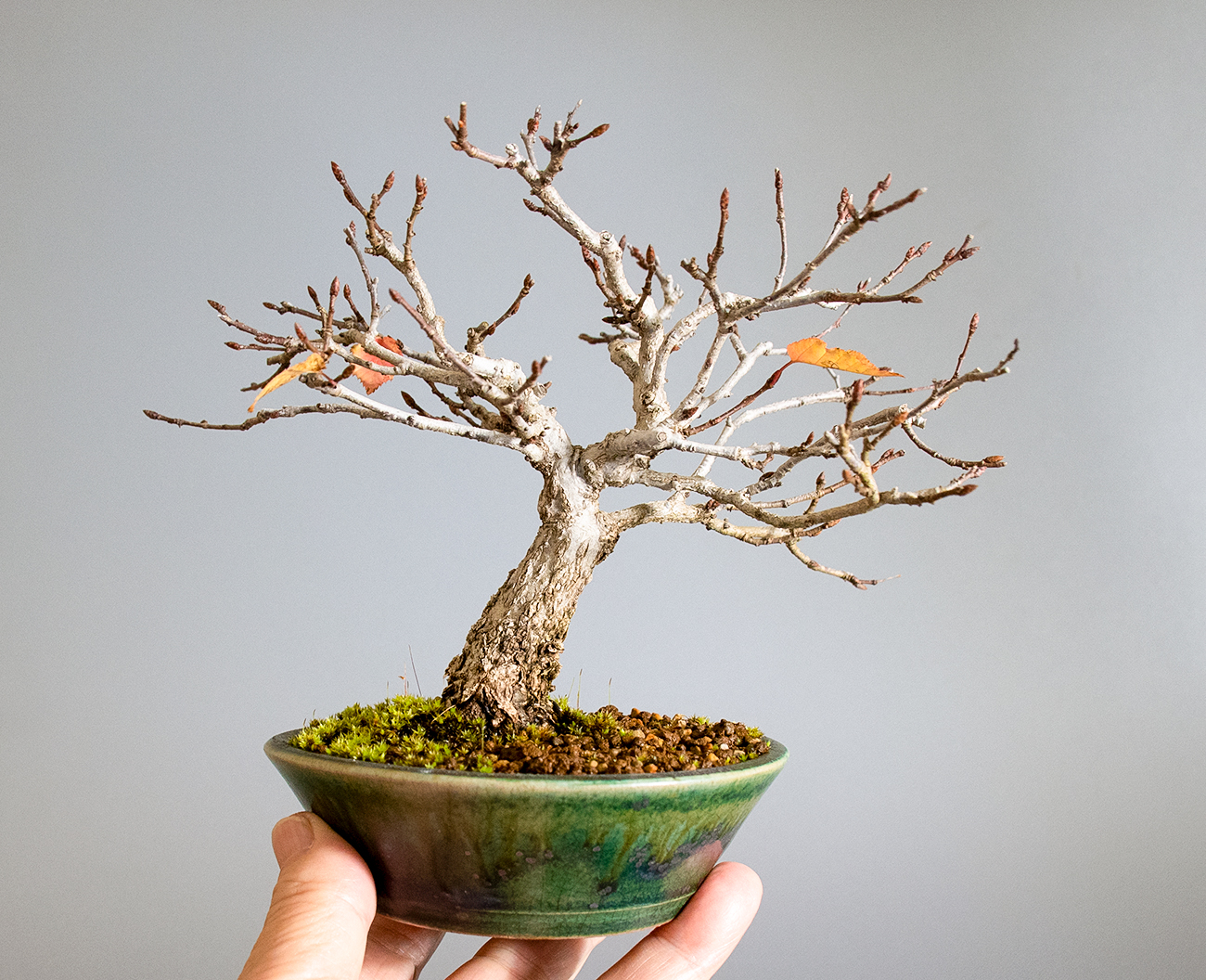 アカシデ-W（あかしで・赤四手）雑木盆栽の手乗りの景色・Carpinus laxiflora bonsai
