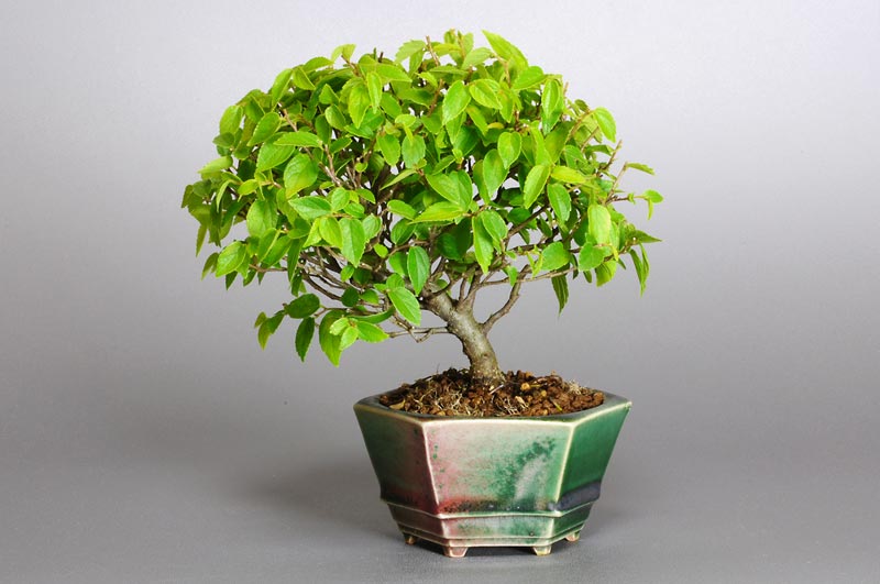 エノキN-1（えのき・榎）雑木盆栽の販売と育て方・作り方・Celtis sinensis bonsai