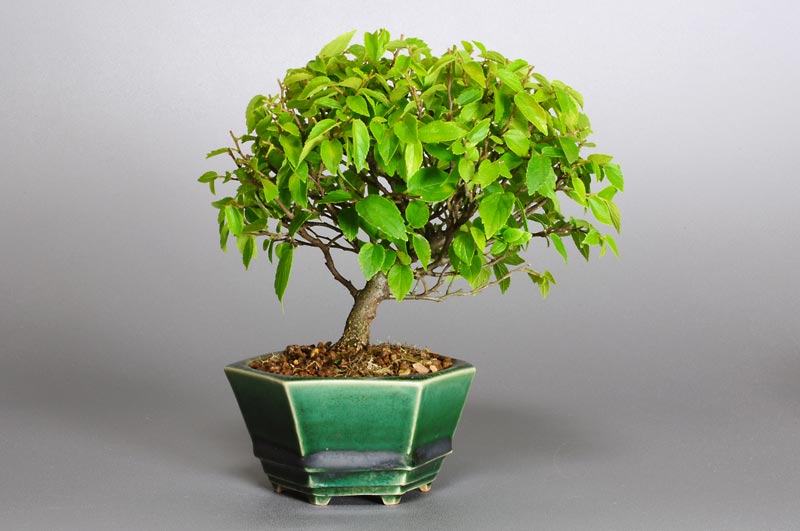 エノキN-1（えのき・榎）雑木盆栽を裏側から見た景色・Celtis sinensis bonsai