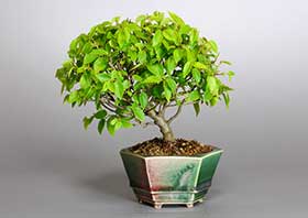 エノキN（えのき・榎）雑木盆栽の成長記録-1・Celtis sinensis bonsai