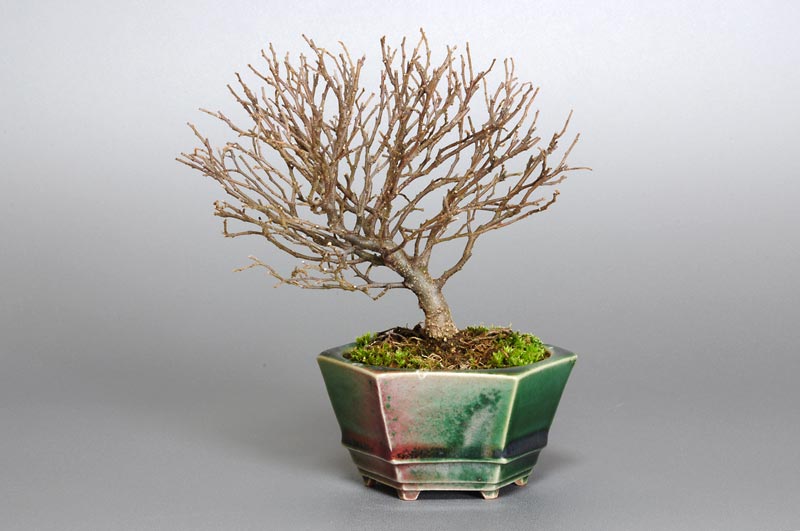 エノキN（えのき・榎）雑木盆栽の販売と育て方・作り方・Celtis sinensis bonsai