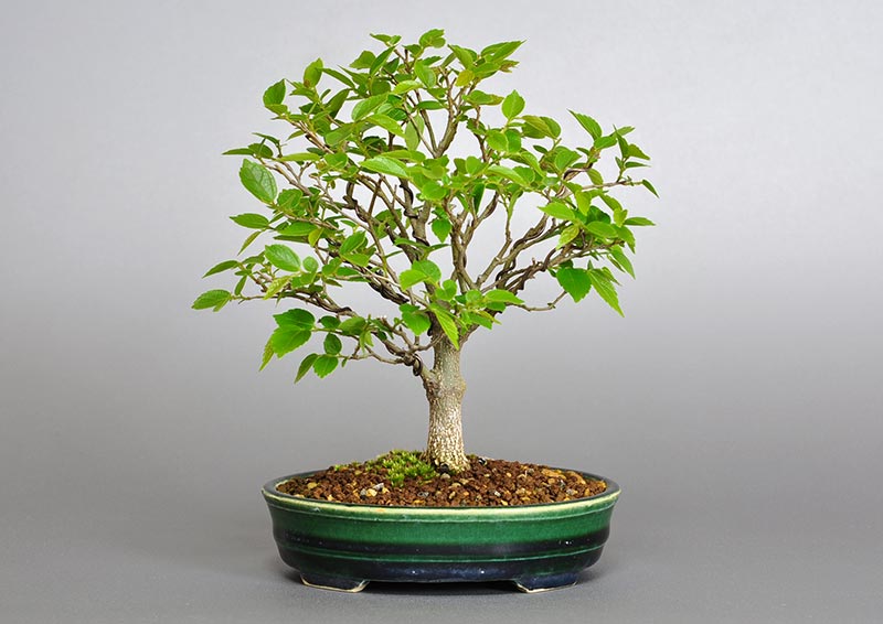 エノキ-O-1（えのき・榎）雑木盆栽の販売と育て方・作り方・Celtis sinensis bonsai
