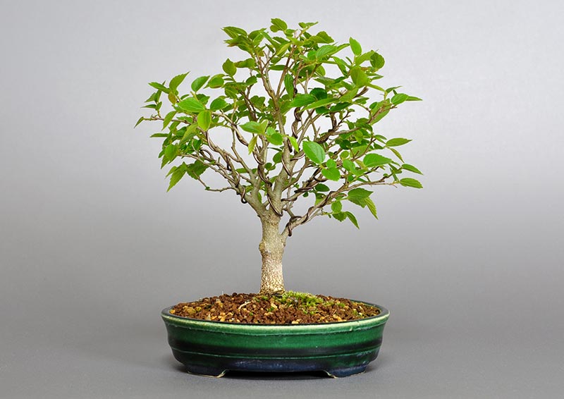 エノキ-O-1（えのき・榎）雑木盆栽を裏側から見た景色・Celtis sinensis bonsai