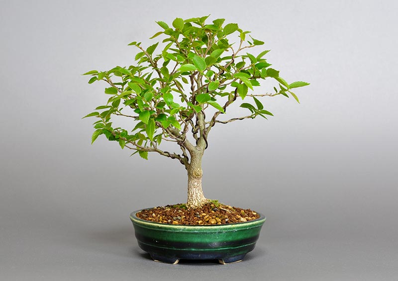 エノキ-O-1（えのき・榎）雑木盆栽を右側から見た景色・Celtis sinensis bonsai