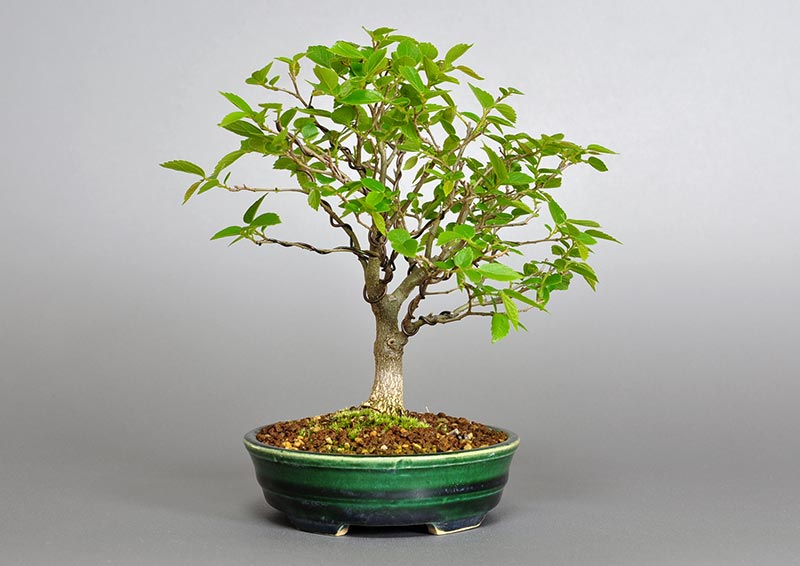 エノキ-O-1（えのき・榎）雑木盆栽を左側から見た景色・Celtis sinensis bonsai