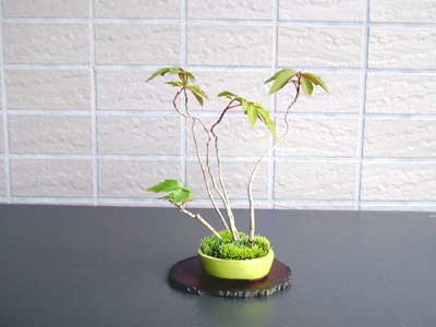 ハゼノキA-1（はぜのき・櫨の木）雑木盆栽の販売と育て方・作り方・Rhus succedanea bonsai