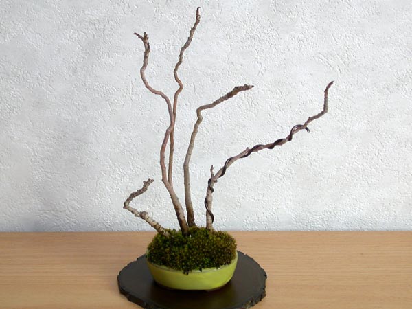 ハゼノキA-5（はぜのき・櫨の木）雑木盆栽の販売と育て方・作り方・Rhus succedanea bonsai