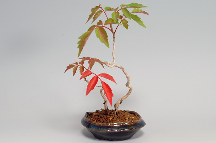 ハゼノキQ-1（はぜのき・櫨の木）雑木盆栽の販売と育て方・作り方・Rhus succedanea bonsai