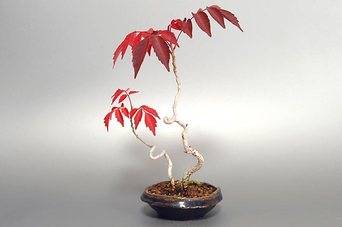 ハゼノキQ（はぜのき・櫨の木）雑木盆栽の販売と育て方・作り方・Rhus succedanea bonsai