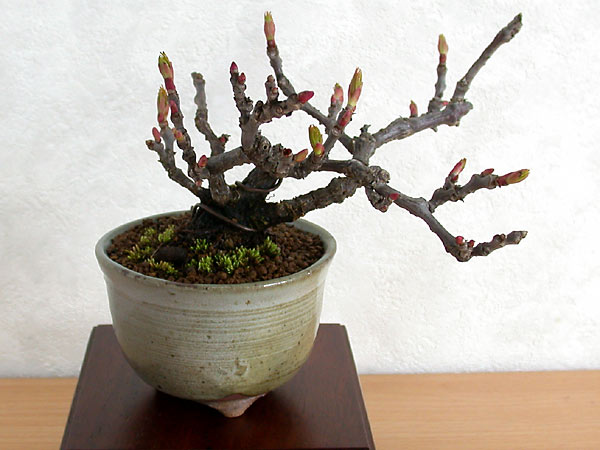 ヘンリーヅタA（へんりーづた・ヘンリー蔦）雑木盆栽の販売と育て方・作り方・Parthenocissus henryana bonsai