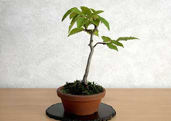 イヌシデ-A（いぬしで・犬四手）盆栽の樹作りの参考樹形・Carpinus tschonoskii Best bonsai