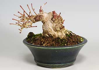 イロハモミジ-A（いろはもみじ・いろは紅葉）盆栽の樹作りの参考樹形・Acer palmatum Best bonsai