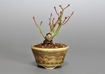 イロハモミジG（いろはもみじ・いろは紅葉）雑木盆栽の成長記録-1・Acer palmatum bonsai