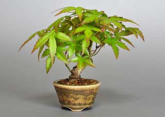 イロハモミジG（いろはもみじ・いろは紅葉）雑木盆栽の成長記録-2・Acer palmatum bonsai