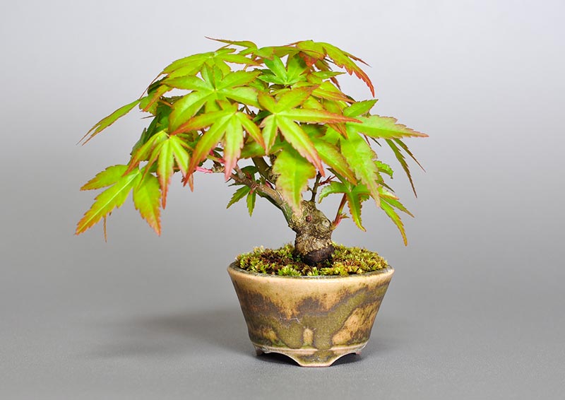 イロハモミジG（いろはもみじ・いろは紅葉）雑木盆栽の販売と育て方・作り方・Acer palmatum bonsai