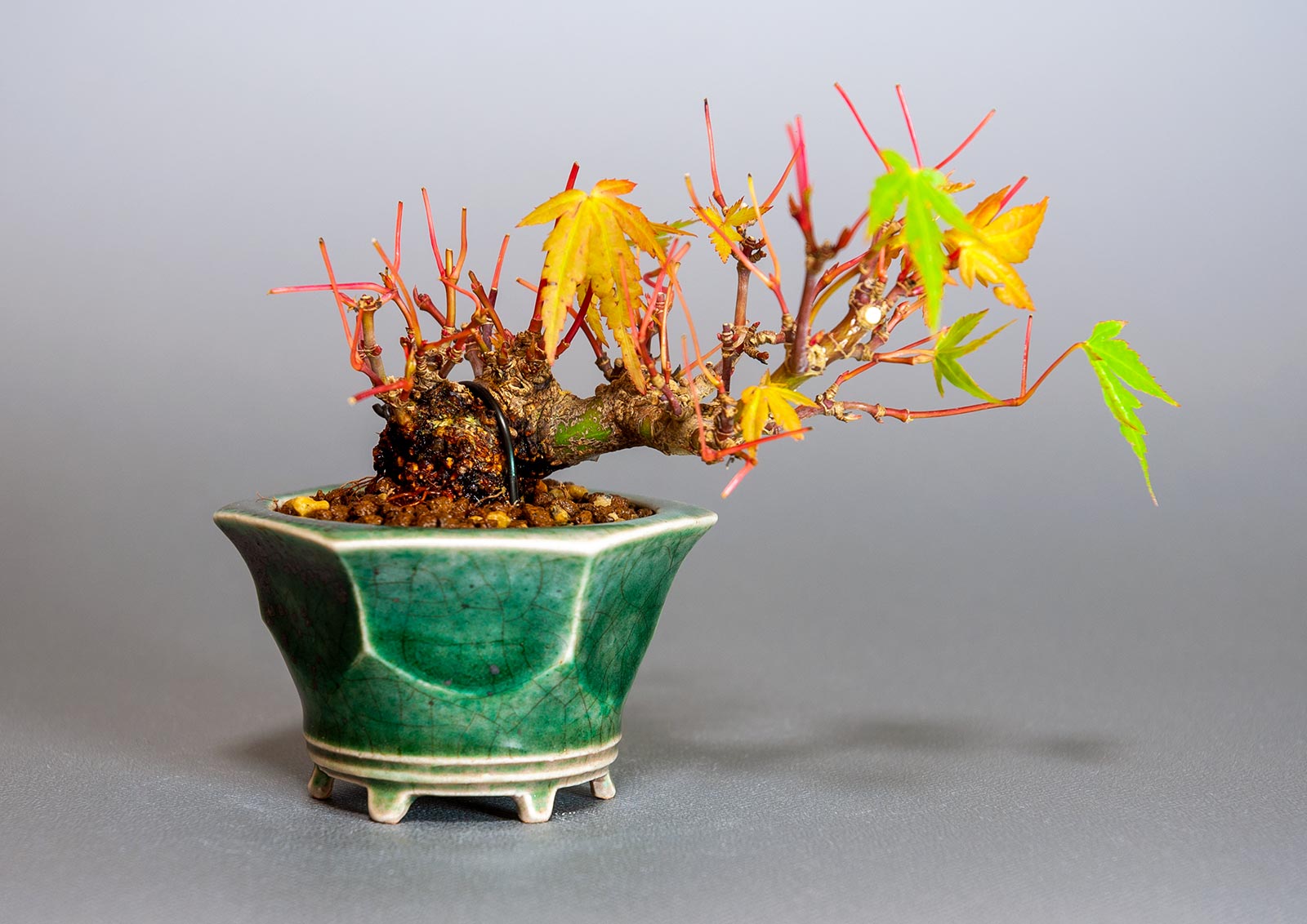 イロハモミジ-L1（いろはもみじ・いろは紅葉）雑木盆栽の販売と育て方・作り方・Acer palmatum bonsai