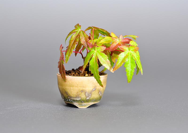 イロハモミジ-Q（いろはもみじ・いろは紅葉）雑木盆栽の販売と育て方・作り方・Acer palmatum bonsai