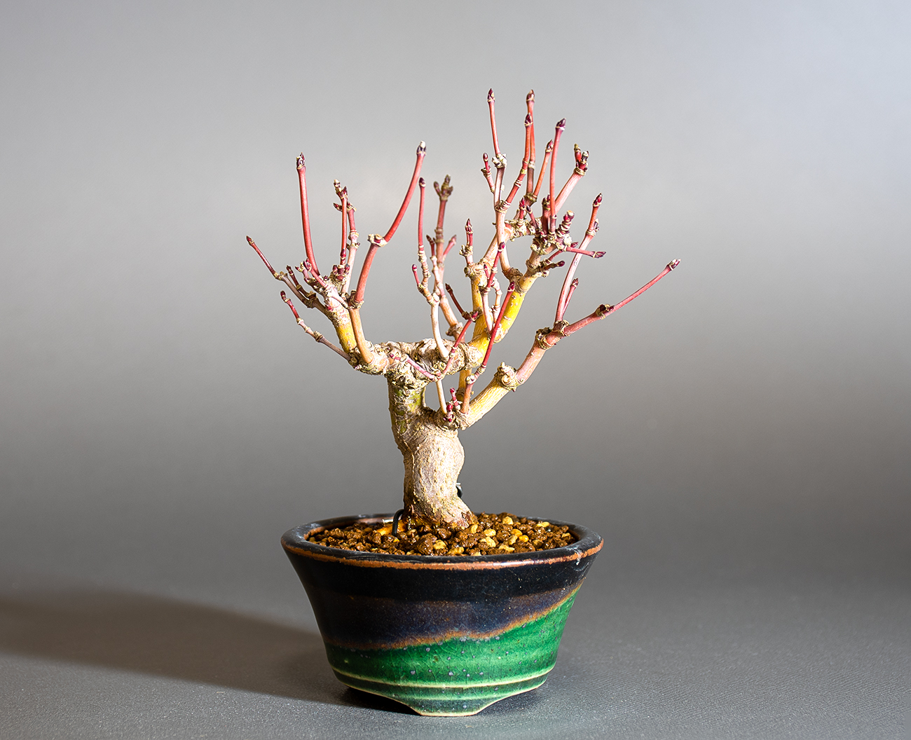 イロハモミジ-R1（いろはもみじ・いろは紅葉）雑木盆栽の販売と育て方・作り方・Acer palmatum bonsai