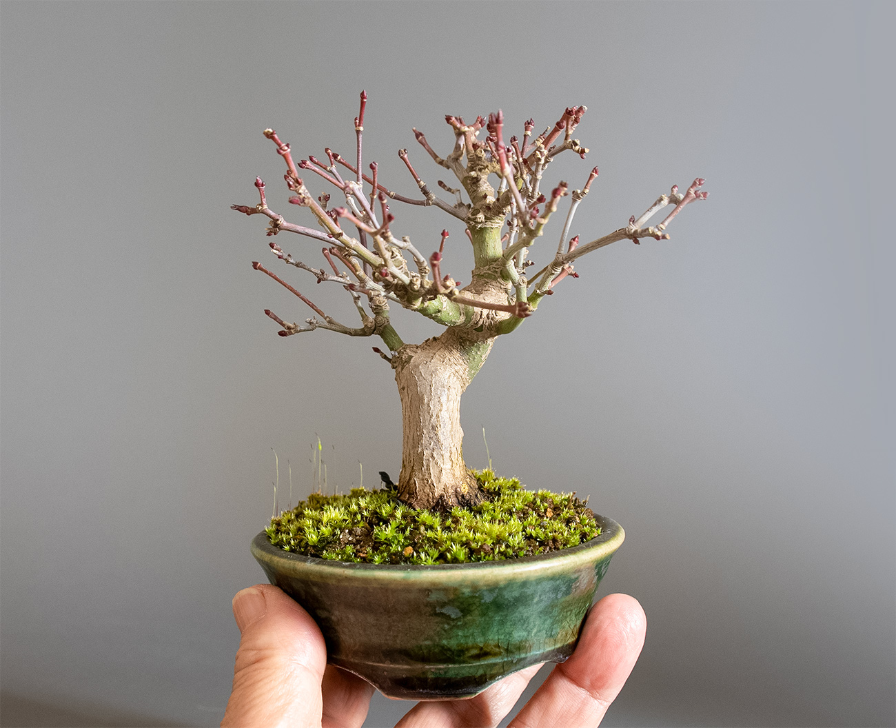イロハモミジ盆栽（いろはもみじ・いろは紅葉）ミニ盆栽の今と過去の成長記録と育て方・手入れ・剪定・植え替え・Acer palmatum bonsai photo